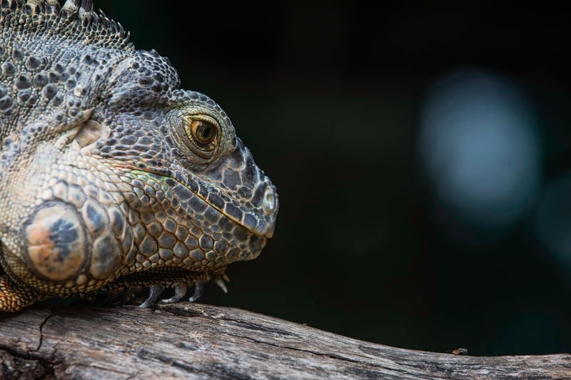 Majestic dragon in flight