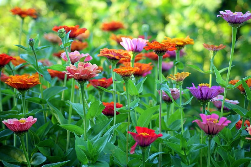Colorful flowers in a garden